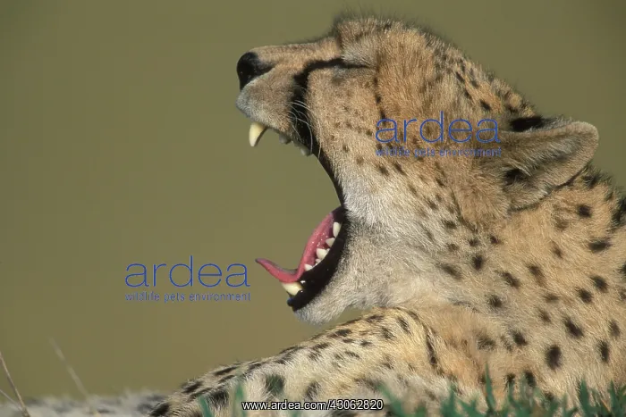 : Kenya, Masai Mara Game Reserve, Adult Female : Kenya, Masai Mara Game Reserve, Adult Female