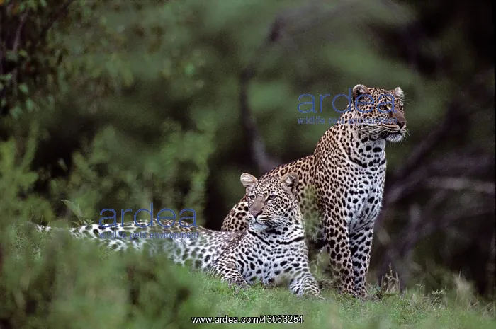 : Kenya, Masai Mara Game Reserve, Adult Female : Kenya, Masai Mara Game Reserve, Adult Female