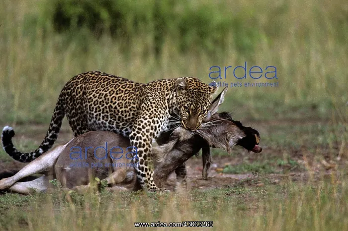 : Kenya, Masai Mara Game Reserve, Adult Female : Kenya, Masai Mara Game Reserve, Adult Female
