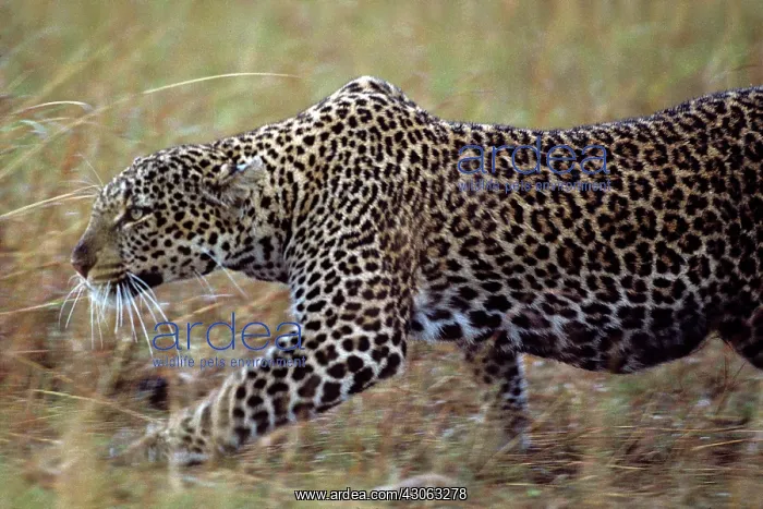 : Kenya, Masai Mara Game Reserve, Adult Female : Kenya, Masai Mara Game Reserve, Adult Female
