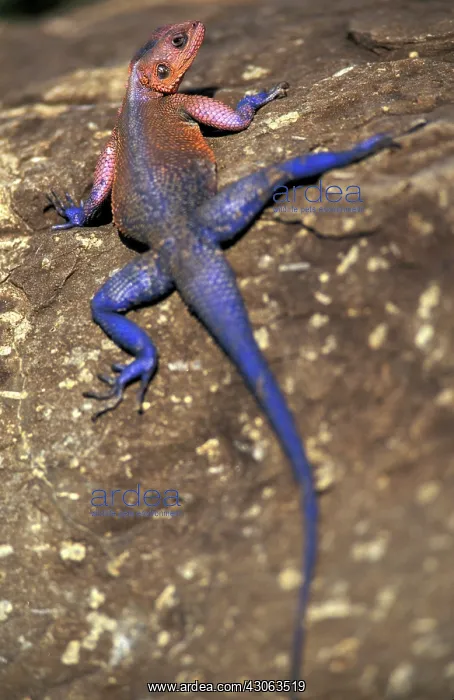 : Kenya, Masai Mara Game Reserve. Agama Lizard : Kenya, Masai Mara Game Reserve. Agama Lizard