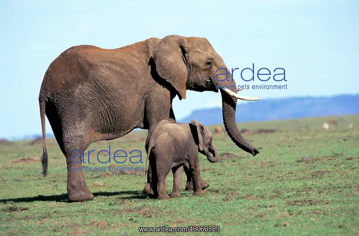 : Kenya, Masai Mara Game Reserve. Baby Elephant : Kenya, Masai Mara Game Reserve. Baby Elephant