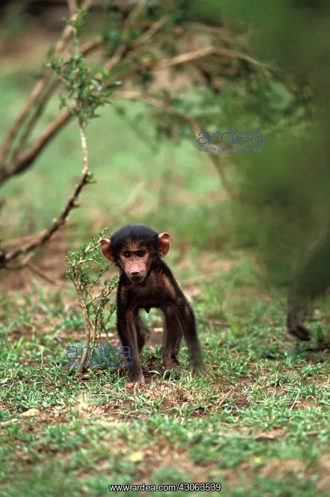 : Kenya, Masai Mara Game Reserve. Baby Olive : Kenya, Masai Mara Game Reserve. Baby Olive