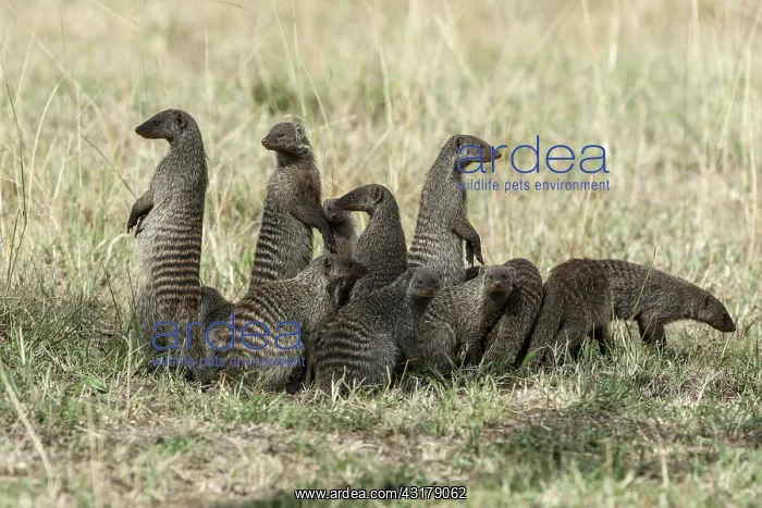  : Kenya, Masai-Mara game reserve, banded mongoose