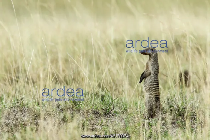 : Kenya, Masai-Mara game reserve, banded mongoose : Kenya, Masai-Mara game reserve, banded mongoose