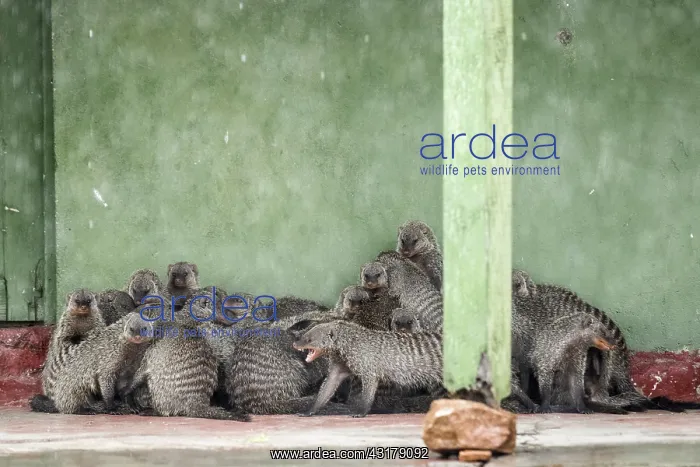 : Kenya, Masai-Mara game reserve, banded mongoose : Kenya, Masai-Mara game reserve, banded mongoose