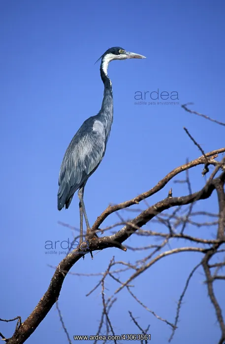 : Kenya, Masai Mara Game Reserve. Black-headed : Kenya, Masai Mara Game Reserve. Black-headed