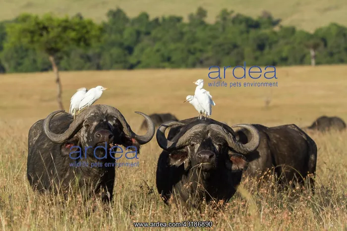 : Kenya, Masai-Mara game reserve, buffalo (Syncerus : Kenya, Masai-Mara game reserve, buffalo (Syncerus
