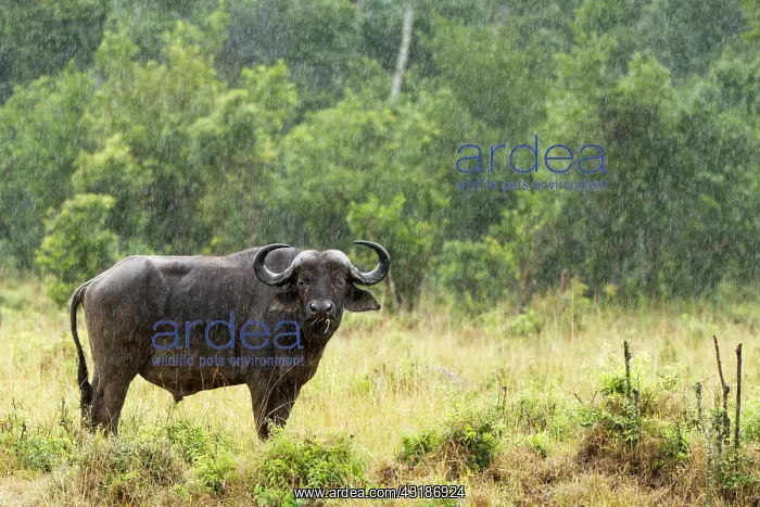 : Kenya, Masai-Mara game reserve, buffalo (Syncerus : Kenya, Masai-Mara game reserve, buffalo (Syncerus