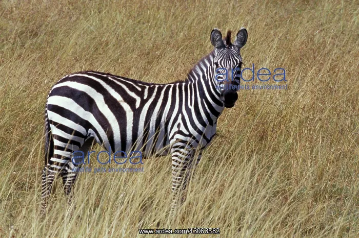 : Kenya, Masai Mara Game Reserve. Burchell's : Kenya, Masai Mara Game Reserve. Burchell's
