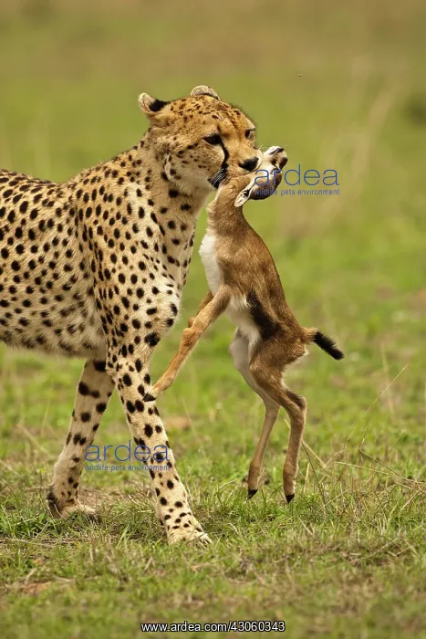 : Kenya, Masai Mara Game Reserve. Cheetah : Kenya, Masai Mara Game Reserve. Cheetah