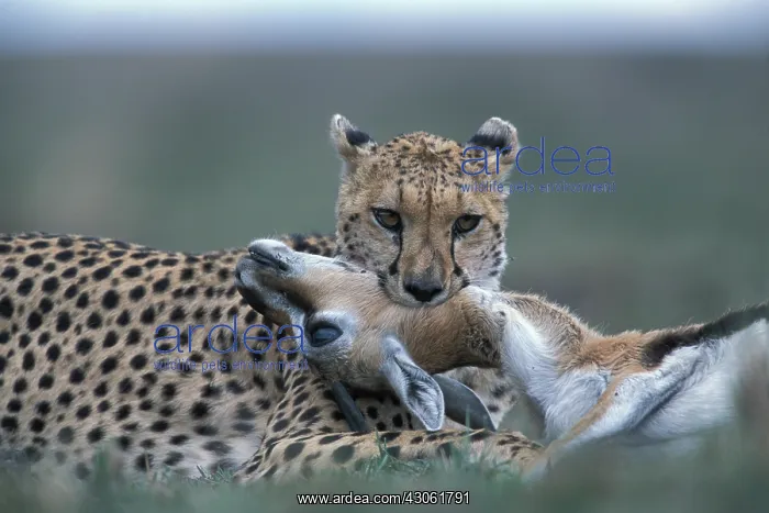 : Kenya, Masai Mara Game Reserve, Cheetah : Kenya, Masai Mara Game Reserve, Cheetah