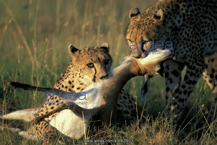 : Kenya, Masai Mara Game Reserve, Two Cheetah : Kenya, Masai Mara Game Reserve, Two Cheetah