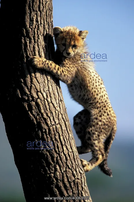 : Kenya, Masai Mara Game Reserve. Cheetah : Kenya, Masai Mara Game Reserve. Cheetah