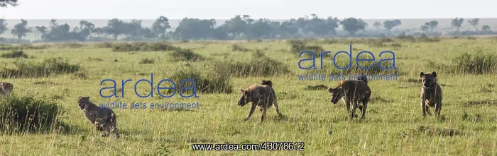 : Kenya, Masai-Mara game reserve, cheetah (Acinonyx : Kenya, Masai-Mara game reserve, cheetah (Acinonyx