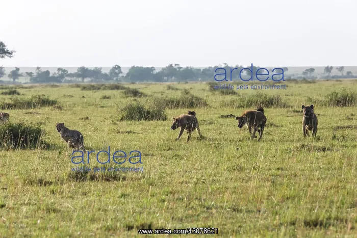 : Kenya, Masai-Mara game reserve, cheetah (Acinonyx : Kenya, Masai-Mara game reserve, cheetah (Acinonyx