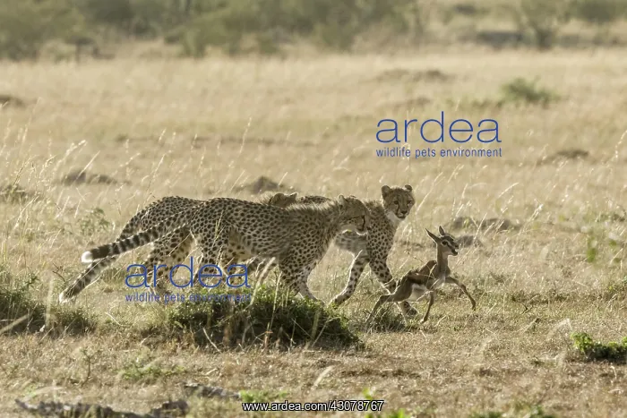 : Kenya, Masai-Mara game reserve, cheetah (Acinonyx : Kenya, Masai-Mara game reserve, cheetah (Acinonyx
