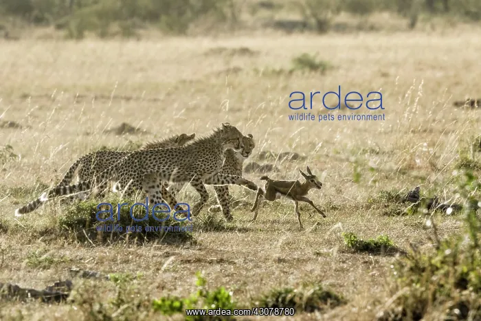 : Kenya, Masai-Mara game reserve, cheetah (Acinonyx : Kenya, Masai-Mara game reserve, cheetah (Acinonyx