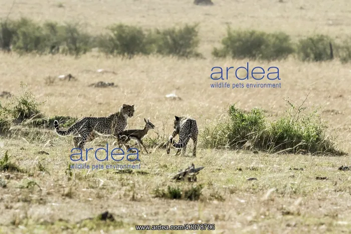 : Kenya, Masai-Mara game reserve, cheetah (Acinonyx : Kenya, Masai-Mara game reserve, cheetah (Acinonyx