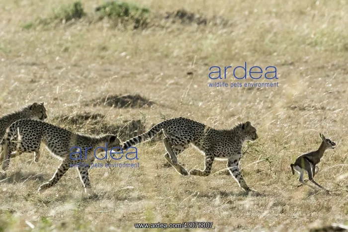 : Kenya, Masai-Mara game reserve, cheetah (Acinonyx : Kenya, Masai-Mara game reserve, cheetah (Acinonyx