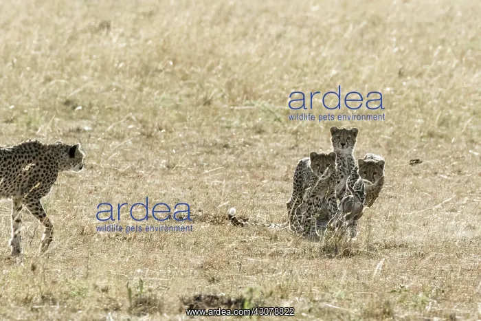 : Kenya, Masai-Mara game reserve, cheetah (Acinonyx : Kenya, Masai-Mara game reserve, cheetah (Acinonyx