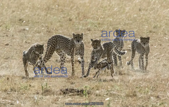 : Kenya, Masai-Mara game reserve, cheetah (Acinonyx : Kenya, Masai-Mara game reserve, cheetah (Acinonyx
