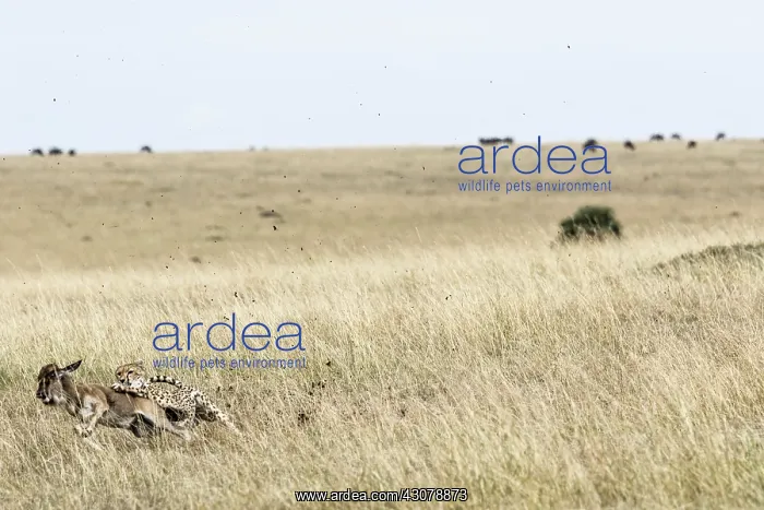 : Kenya, Masai-Mara game reserve, cheetah (Acinonyx : Kenya, Masai-Mara game reserve, cheetah (Acinonyx