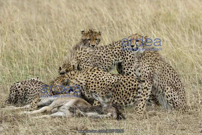 : Kenya, Masai-Mara game reserve, cheetah (Acinonyx : Kenya, Masai-Mara game reserve, cheetah (Acinonyx