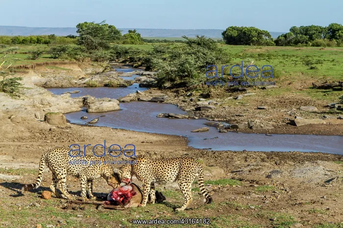 : Kenya, Masai-Mara game reserve, cheetah (Acinonyx : Kenya, Masai-Mara game reserve, cheetah (Acinonyx