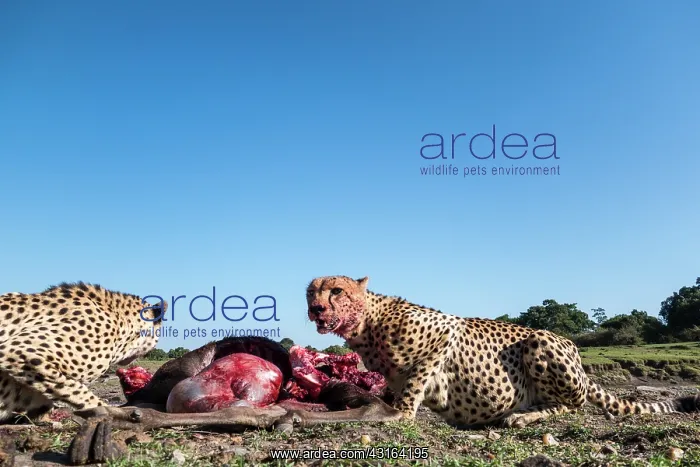 : Kenya, Masai-Mara game reserve, cheetah (Acinonyx : Kenya, Masai-Mara game reserve, cheetah (Acinonyx