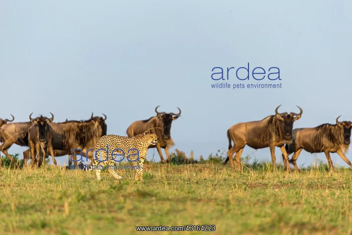 : Kenya, Masai-Mara game reserve, cheetah (Acinonyx : Kenya, Masai-Mara game reserve, cheetah (Acinonyx