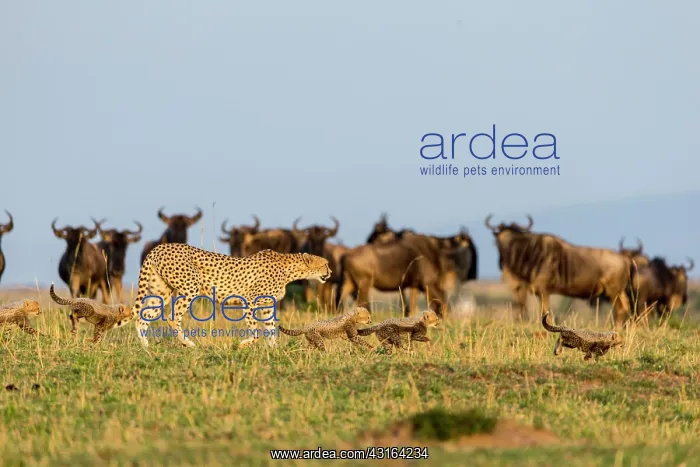 : Kenya, Masai-Mara game reserve, cheetah (Acinonyx : Kenya, Masai-Mara game reserve, cheetah (Acinonyx