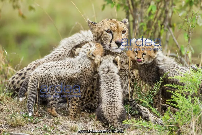 : Kenya, Masai-Mara game reserve, cheetah (Acinonyx : Kenya, Masai-Mara game reserve, cheetah (Acinonyx