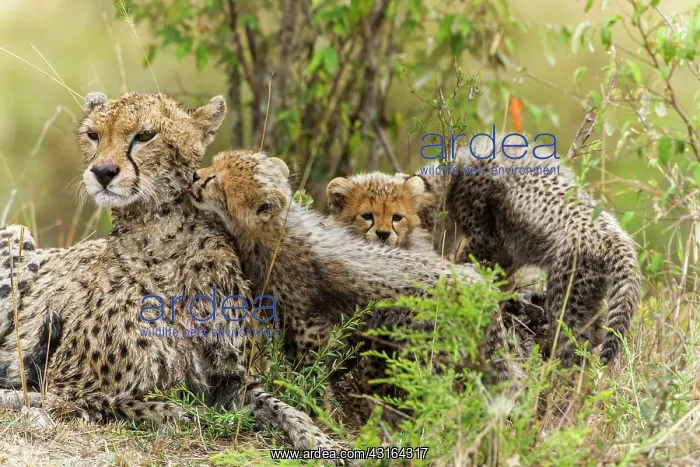 : Kenya, Masai-Mara game reserve, cheetah (Acinonyx : Kenya, Masai-Mara game reserve, cheetah (Acinonyx