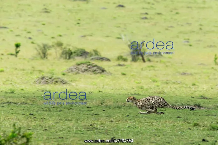 : Kenya, Masai-Mara game reserve, cheetah (Acinonyx : Kenya, Masai-Mara game reserve, cheetah (Acinonyx