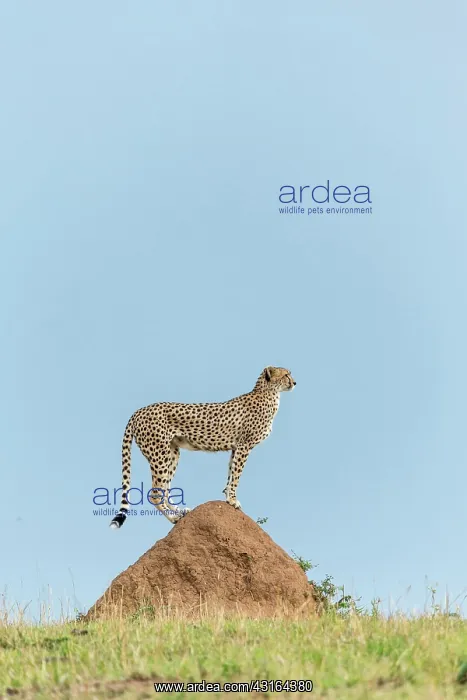 : Kenya, Masai-Mara game reserve, cheetah (Acinonyx : Kenya, Masai-Mara game reserve, cheetah (Acinonyx