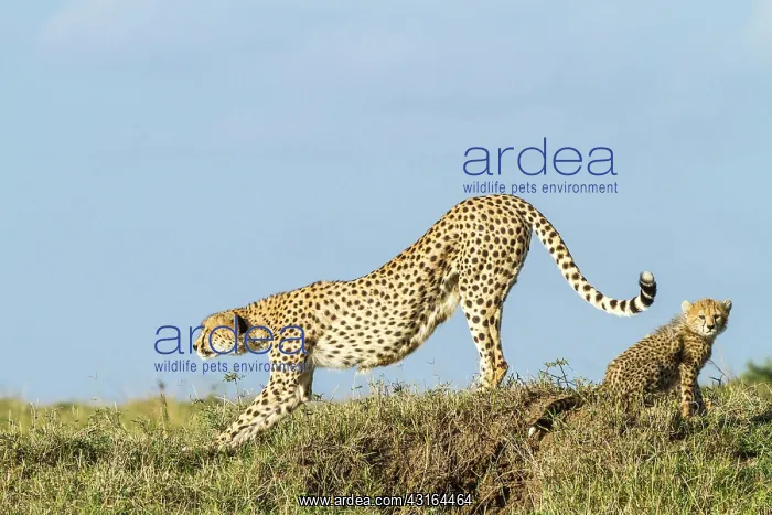 : Kenya, Masai-Mara game reserve, cheetah (Acinonyx