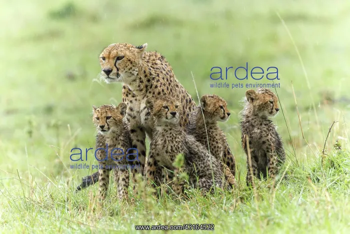 : Kenya, Masai-Mara game reserve, cheetah (Acinonyx : Kenya, Masai-Mara game reserve, cheetah (Acinonyx