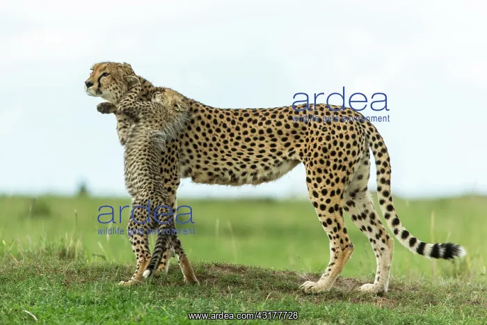  : Kenya, Masai-Mara game reserve, cheetah (Acinonyx