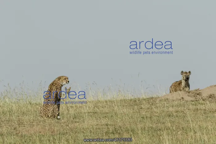 : Kenya, Masai-Mara game reserve, cheetah (Acinonyx : Kenya, Masai-Mara game reserve, cheetah (Acinonyx