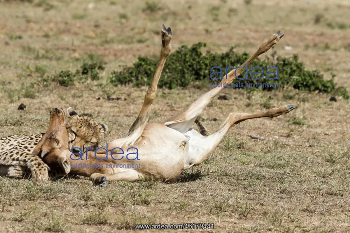 : Kenya, Masai-Mara game reserve, cheetah (Acinonyx : Kenya, Masai-Mara game reserve, cheetah (Acinonyx