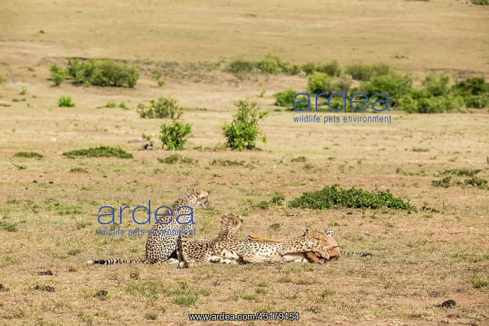 : Kenya, Masai-Mara game reserve, cheetah (Acinonyx : Kenya, Masai-Mara game reserve, cheetah (Acinonyx