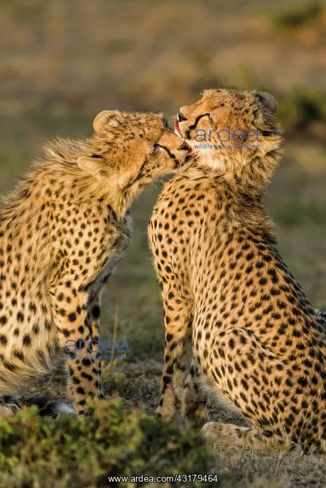: Kenya, Masai-Mara game reserve, cheetah (Acinonyx : Kenya, Masai-Mara game reserve, cheetah (Acinonyx