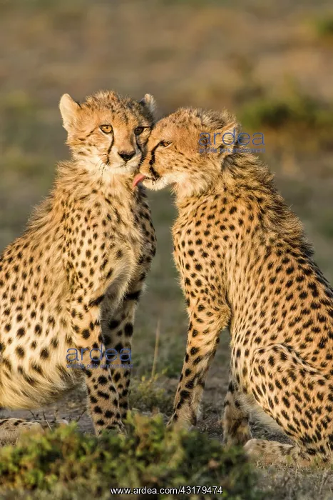 : Kenya, Masai-Mara game reserve, cheetah (Acinonyx : Kenya, Masai-Mara game reserve, cheetah (Acinonyx