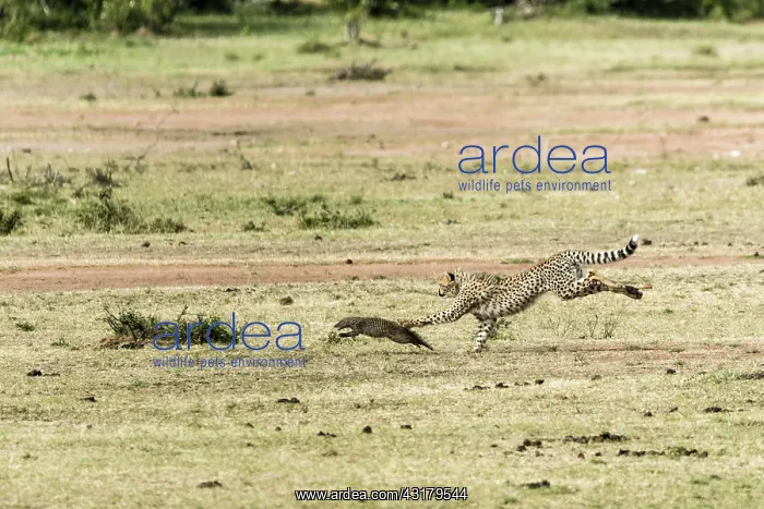 : Kenya, Masai-Mara game reserve, cheetah (Acinonyx : Kenya, Masai-Mara game reserve, cheetah (Acinonyx