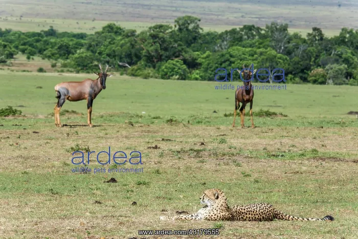 : Kenya, Masai-Mara game reserve, cheetah (Acinonyx : Kenya, Masai-Mara game reserve, cheetah (Acinonyx