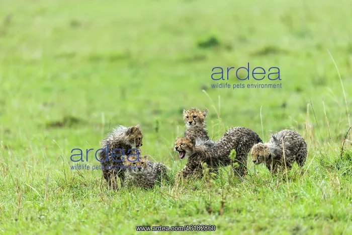 : Kenya, Masai-Mara game reserve, cheetah (Acinonyx : Kenya, Masai-Mara game reserve, cheetah (Acinonyx