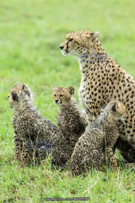 : Kenya, Masai-Mara game reserve, cheetah (Acinonyx : Kenya, Masai-Mara game reserve, cheetah (Acinonyx