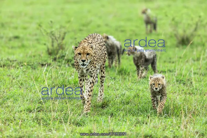 : Kenya, Masai-Mara game reserve, cheetah (Acinonyx : Kenya, Masai-Mara game reserve, cheetah (Acinonyx
