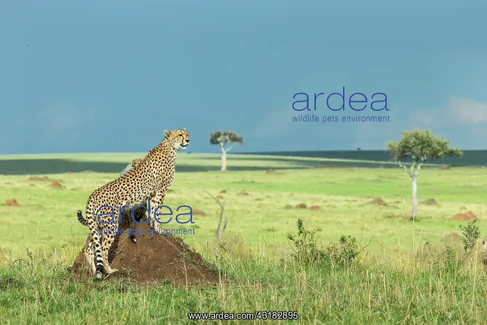 : Kenya, Masai-Mara game reserve, cheetah (Acinonyx : Kenya, Masai-Mara game reserve, cheetah (Acinonyx